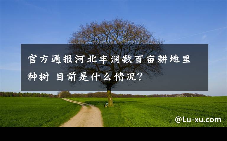 官方通报河北丰润数百亩耕地里种树 目前是什么情况？