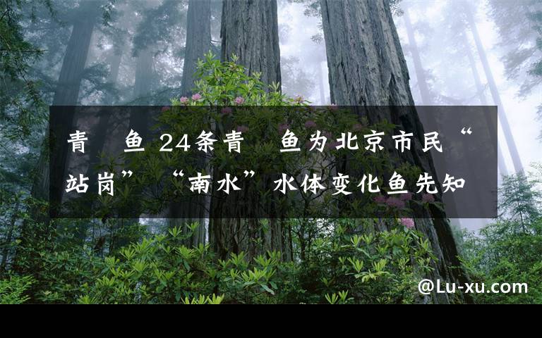 青鳉鱼 24条青鳉鱼为北京市民“站岗” “南水”水体变化鱼先知