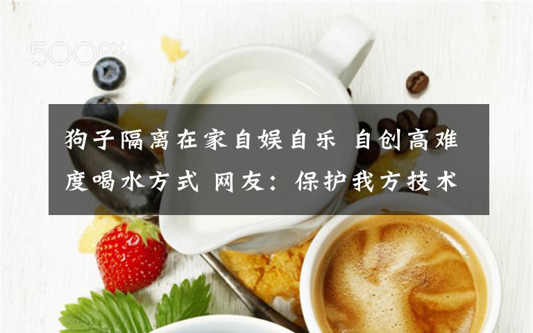 狗子隔离在家自娱自乐 自创高难度喝水方式 网友：保护我方技术流