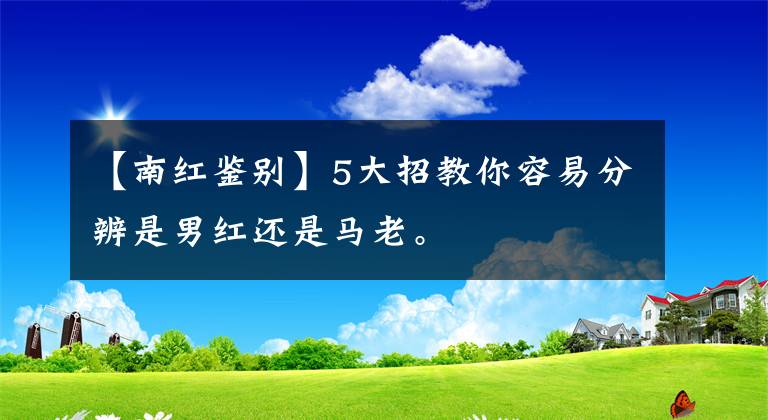 【南红鉴别】5大招教你容易分辨是男红还是马老。文章配图