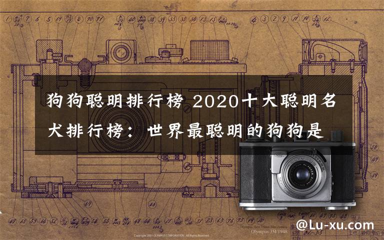 狗狗聪明排行榜 2020十大聪明名犬排行榜：世界最聪明的狗狗是什么品种？