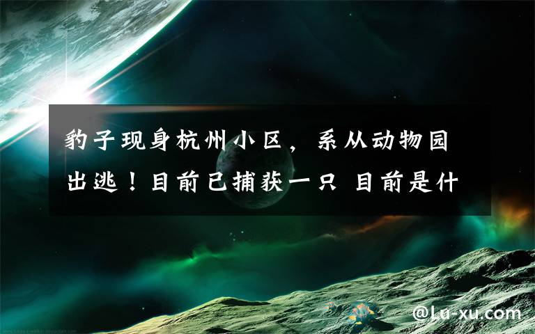 豹子现身杭州小区，系从动物园出逃！目前已捕获一只 目前是什么情况？