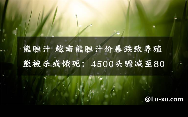 熊胆汁 越南熊胆汁价暴跌致养殖熊被杀或饿死：4500头骤减至800头