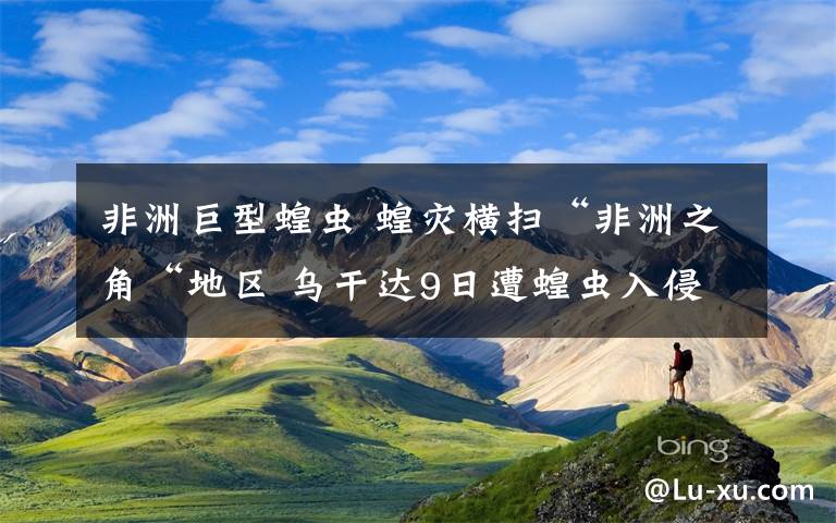 非洲巨型蝗虫 蝗灾横扫“非洲之角“地区 乌干达9日遭蝗虫入侵