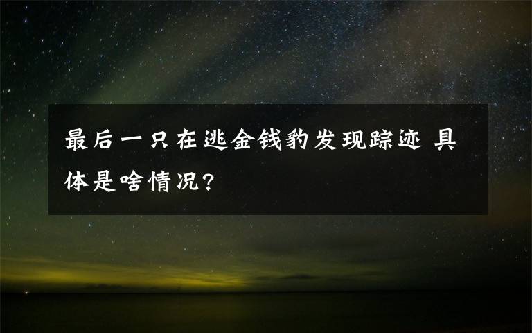 最后一只在逃金钱豹发现踪迹 具体是啥情况?