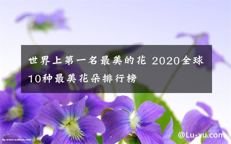 世界上第一名最美的花 2020全球10种最美花朵排行榜