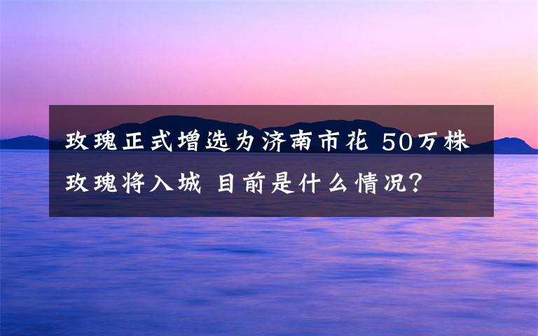 玫瑰正式增选为济南市花 50万株玫瑰将入城 目前是什么情况？