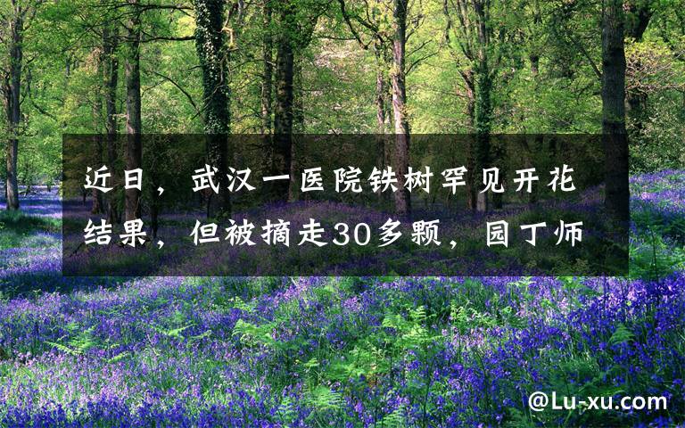 近日，武汉一医院铁树罕见开花结果，但被摘走30多颗，园丁师傅一看瞬间吓坏。