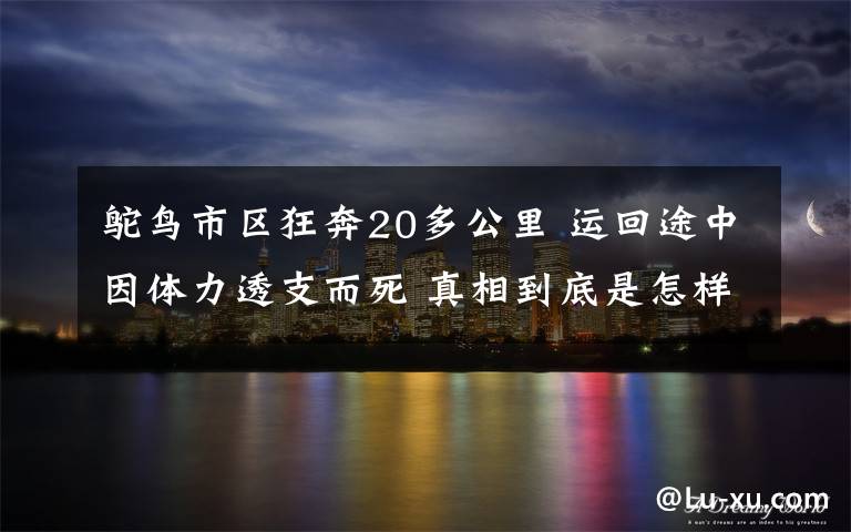 鸵鸟市区狂奔20多公里 运回途中因体力透支而死 真相到底是怎样的？