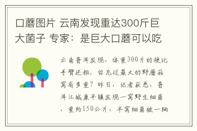 口蘑图片 云南发现重达300斤巨大菌子 专家：是巨大口蘑可以吃