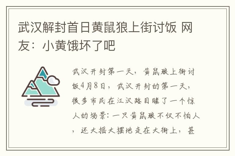 武汉解封首日黄鼠狼上街讨饭 网友：小黄饿坏了吧