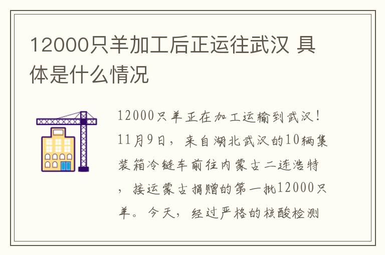 12000只羊加工后正运往武汉 具体是什么情况