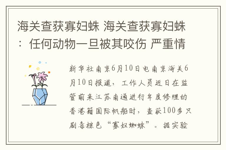 海关查获寡妇蛛 海关查获寡妇蛛：任何动物一旦被其咬伤 严重情况下可在数小时内死亡