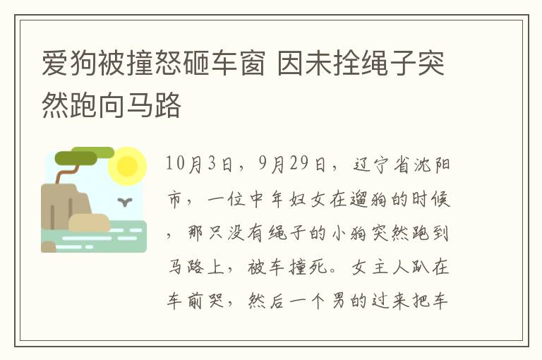 爱狗被撞怒砸车窗 因未拴绳子突然跑向马路