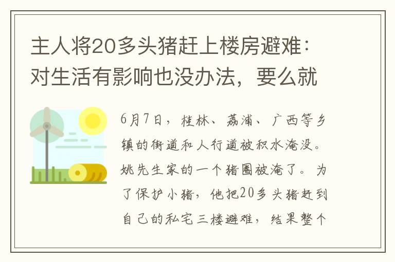 主人将20多头猪赶上楼房避难：对生活有影响也没办法，要么就损失大了