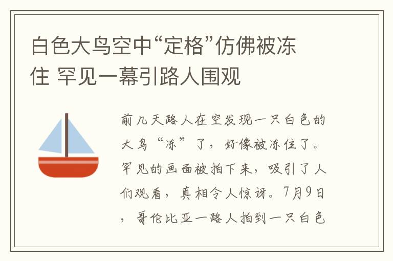 白色大鸟空中“定格”仿佛被冻住 罕见一幕引路人围观