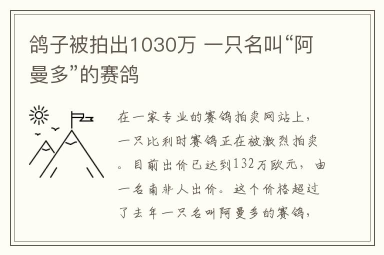 鸽子被拍出1030万 一只名叫“阿曼多”的赛鸽