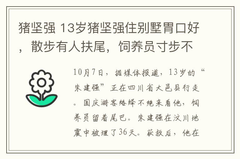 猪坚强 13岁猪坚强住别墅胃口好，散步有人扶尾，饲养员寸步不离