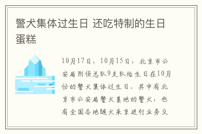 警犬集体过生日 还吃特制的生日蛋糕