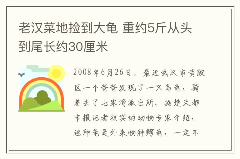 老汉菜地捡到大龟 重约5斤从头到尾长约30厘米