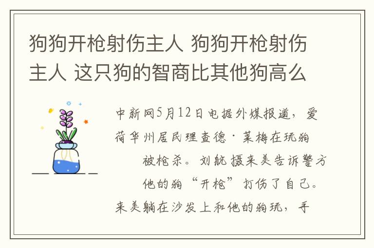 狗狗开枪射伤主人 狗狗开枪射伤主人 这只狗的智商比其他狗高么？