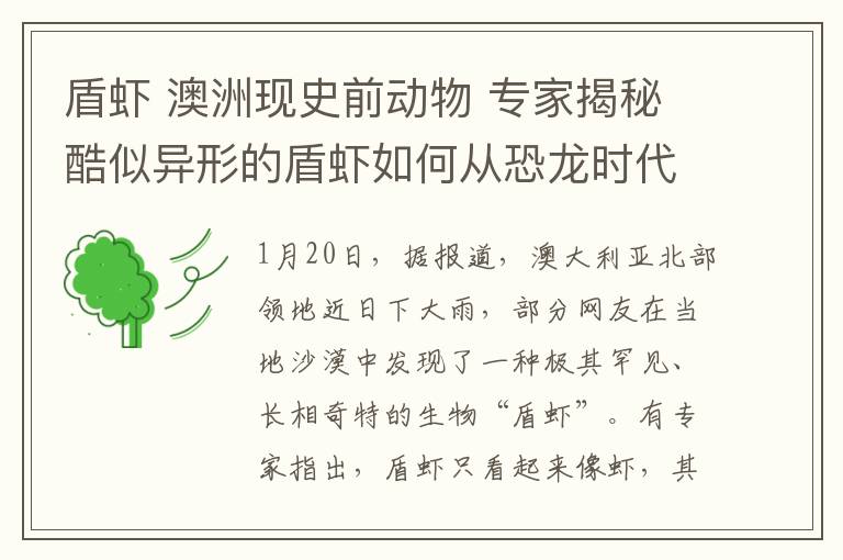 盾虾 澳洲现史前动物 专家揭秘酷似异形的盾虾如何从恐龙时代存活至今