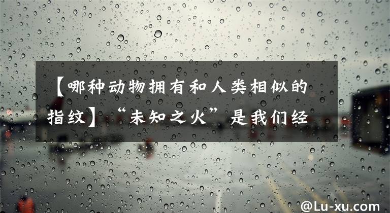 【哪种动物拥有和人类相似的指纹】“未知之火”是我们经常吃的什么水果的学名？小丑为什么被称为“不知道的火”