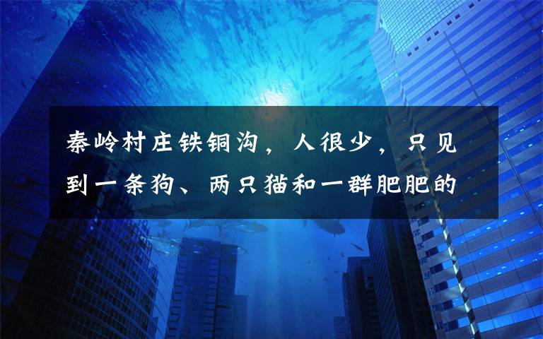 秦岭村庄铁铜沟，人很少，只见到一条狗、两只猫和一群肥肥的土鸡