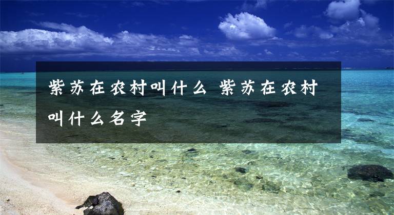 紫苏在农村叫什么 紫苏在农村叫什么名字文章配图