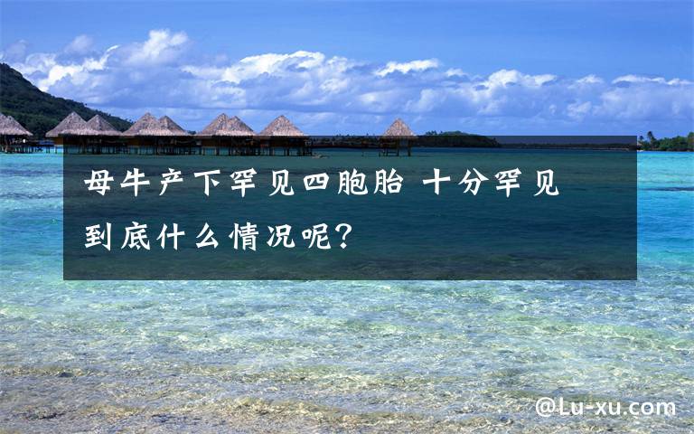 母牛产下罕见四胞胎 十分罕见 到底什么情况呢？