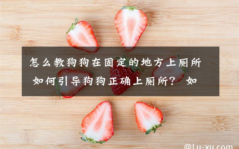 怎么教狗狗在固定的地方上厕所 如何引导狗狗正确上厕所？ 如何训练狗狗到固定地方大小便？