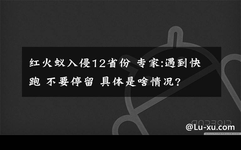 红火蚁入侵12省份 专家:遇到快跑 不要停留 具体是啥情况?