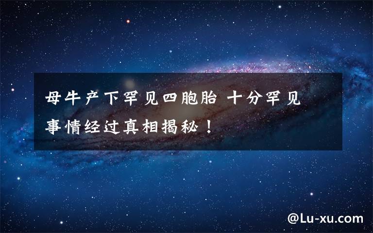 母牛产下罕见四胞胎 十分罕见 事情经过真相揭秘！