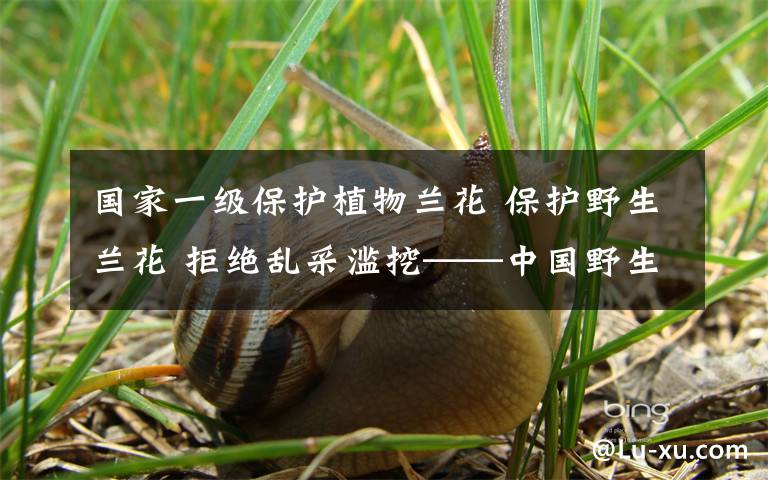 国家一级保护植物兰花 保护野生兰花 拒绝乱采滥挖——中国野生植物保护协会启动兰科植物保护行动