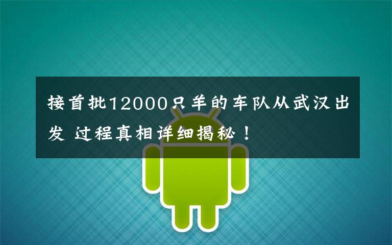 接首批12000只羊的车队从武汉出发 过程真相详细揭秘！