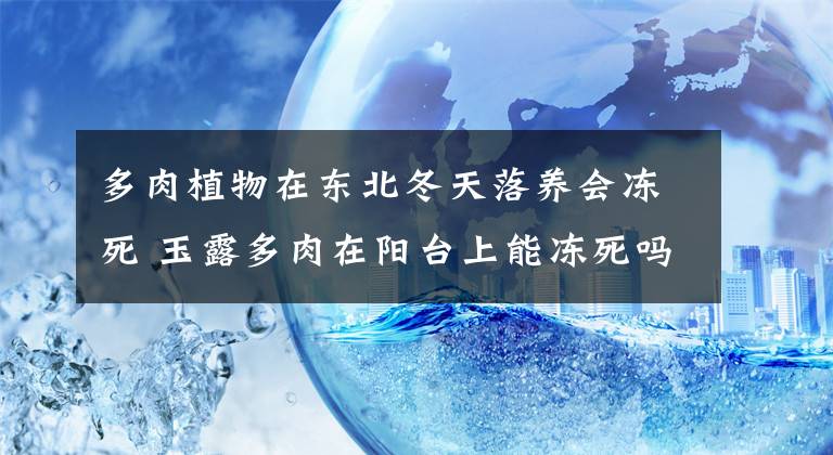 多肉植物在东北冬天落养会冻死 玉露多肉在阳台上能冻死吗