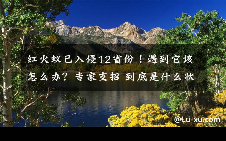 红火蚁已入侵12省份！遇到它该怎么办？专家支招 到底是什么状况？