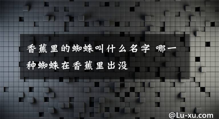 香蕉里的蜘蛛叫什么名字 哪一种蜘蛛在香蕉里出没