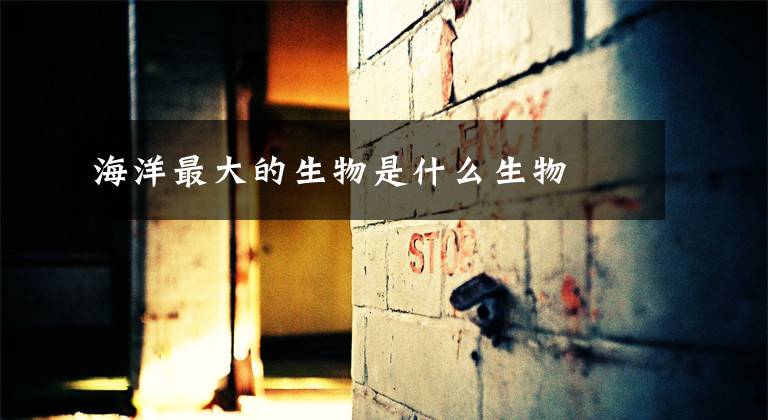 海洋最大的生物是什么生物文章配图