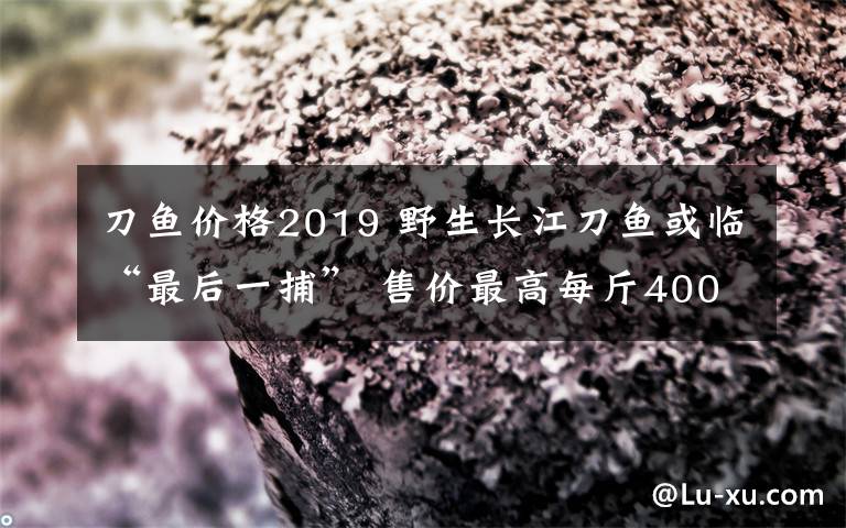 刀鱼价格2019 野生长江刀鱼或临“最后一捕” 售价最高每斤4000元