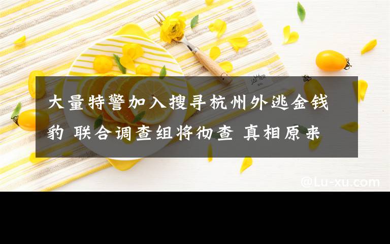 大量特警加入搜寻杭州外逃金钱豹 联合调查组将彻查 真相原来是这样！