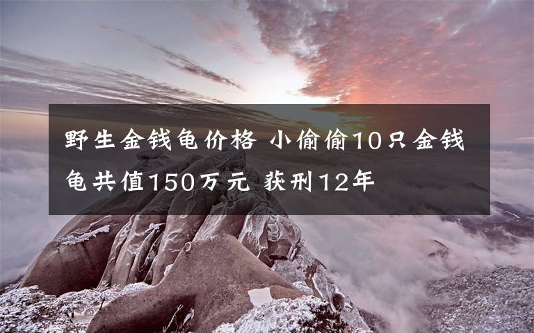 野生金钱龟价格 小偷偷10只金钱龟共值150万元 获刑12年