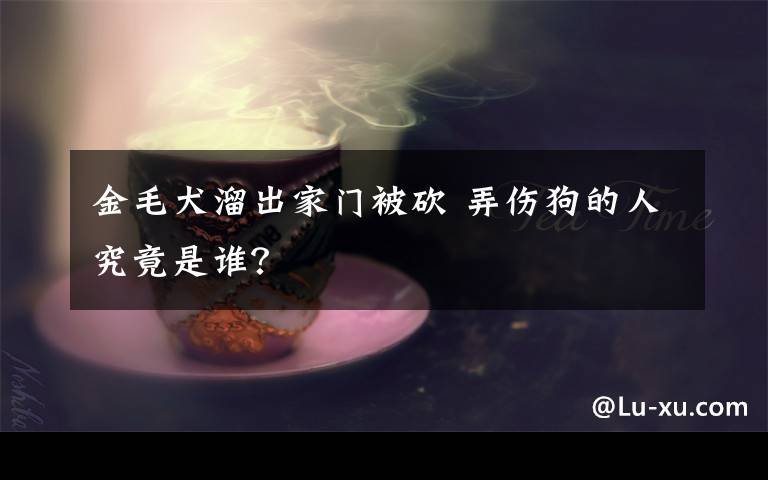 金毛犬溜出家门被砍 弄伤狗的人究竟是谁？