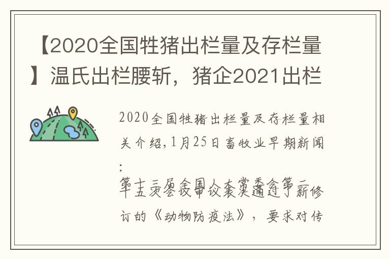 【2020全国牲猪出栏量及存栏量】温氏出栏腰斩，猪企2021出栏近1.9亿头的可能性有多大？