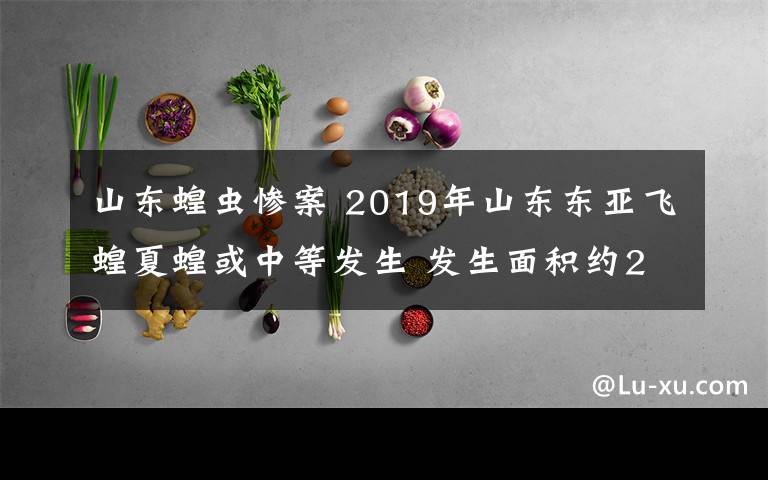 山东蝗虫惨案 2019年山东东亚飞蝗夏蝗或中等发生 发生面积约235万亩