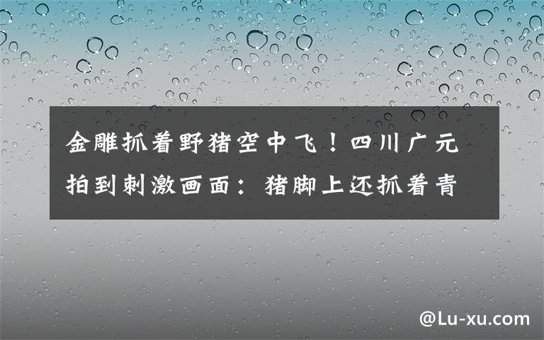 金雕抓着野猪空中飞！四川广元拍到刺激画面：猪脚上还抓着青菜