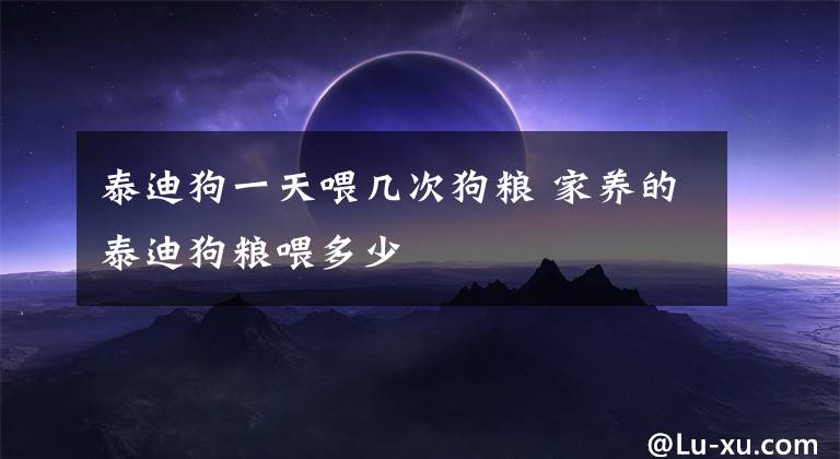 泰迪狗一天喂几次狗粮 家养的泰迪狗粮喂多少文章配图