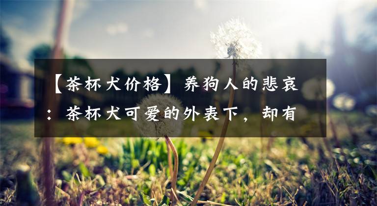 【茶杯犬价格】养狗人的悲哀：茶杯犬可爱的外表下，却有着惨不忍睹的一生！痛心