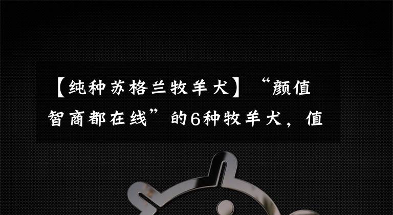 【纯种苏格兰牧羊犬】“颜值智商都在线”的6种牧羊犬，值得你饲养