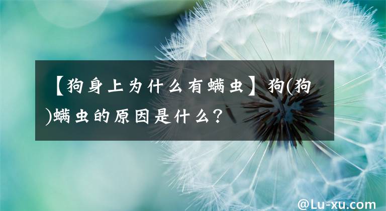 【狗身上为什么有螨虫】狗(狗)螨虫的原因是什么？